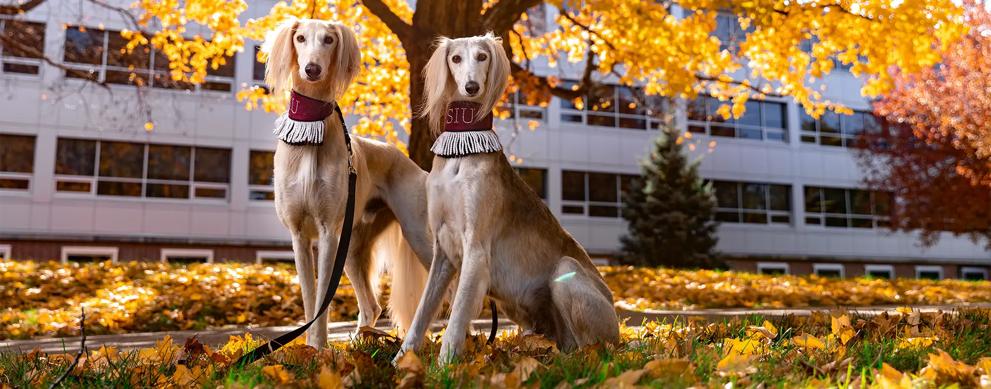 two saluki dogs under a tree in autumn
